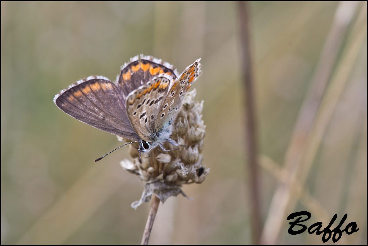 Ultimi svolazzamenti - Polyommatus (Lysandra) bellargus